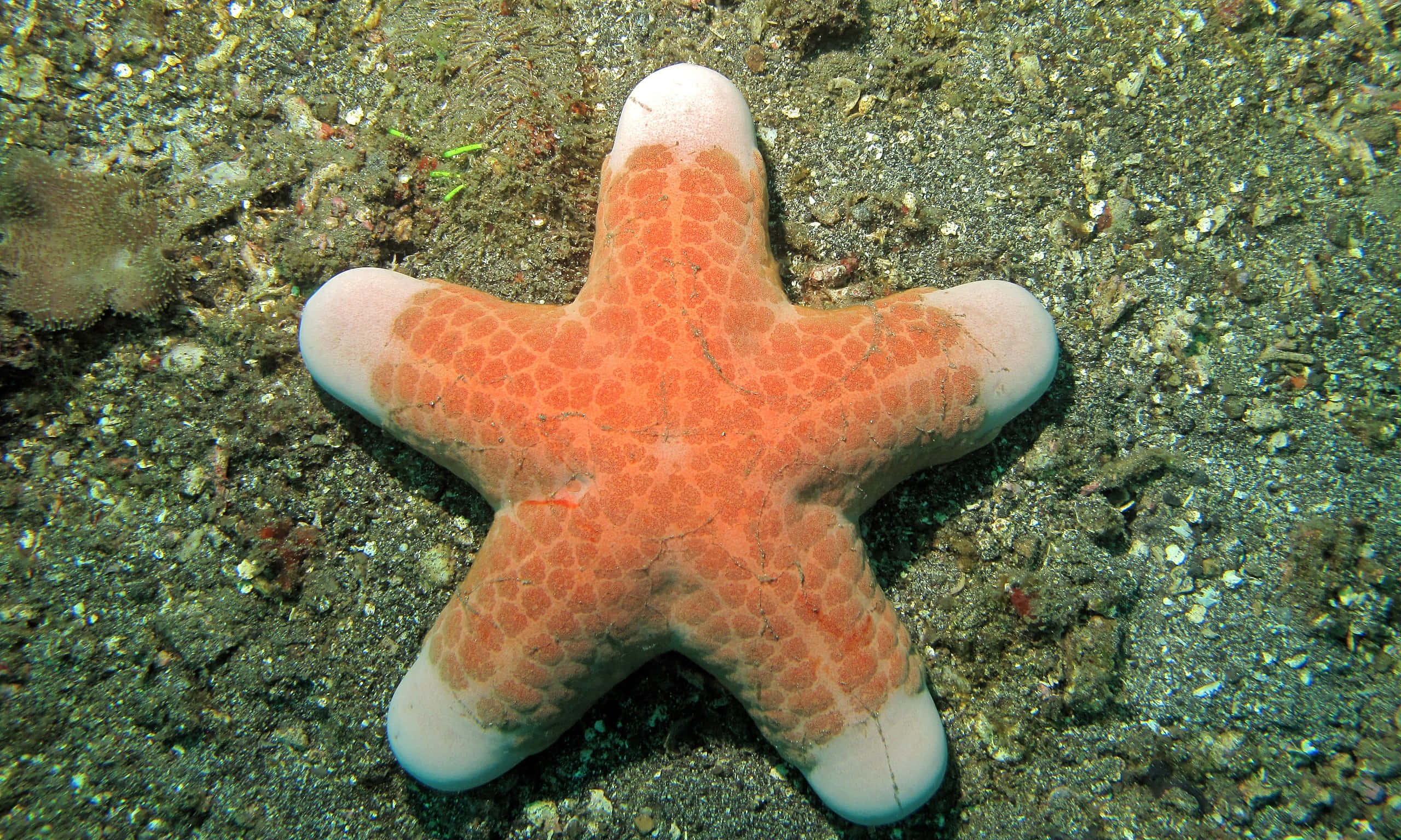 starfish, orange, pale pink, 2K Desktop Wallpaper