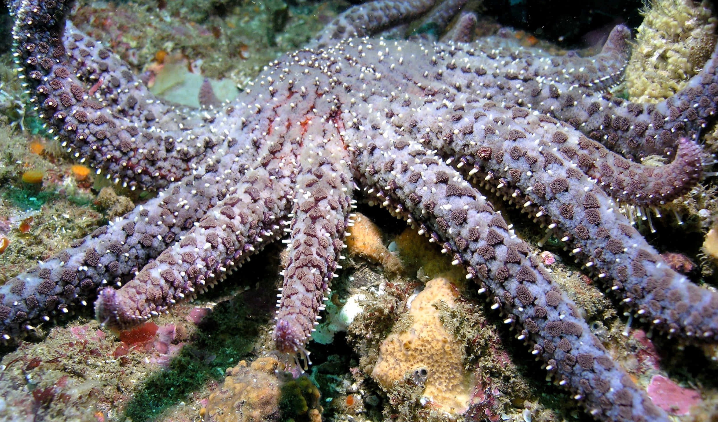 purple sea star, coral reef, white spines, Full HD Desktop Wallpaper