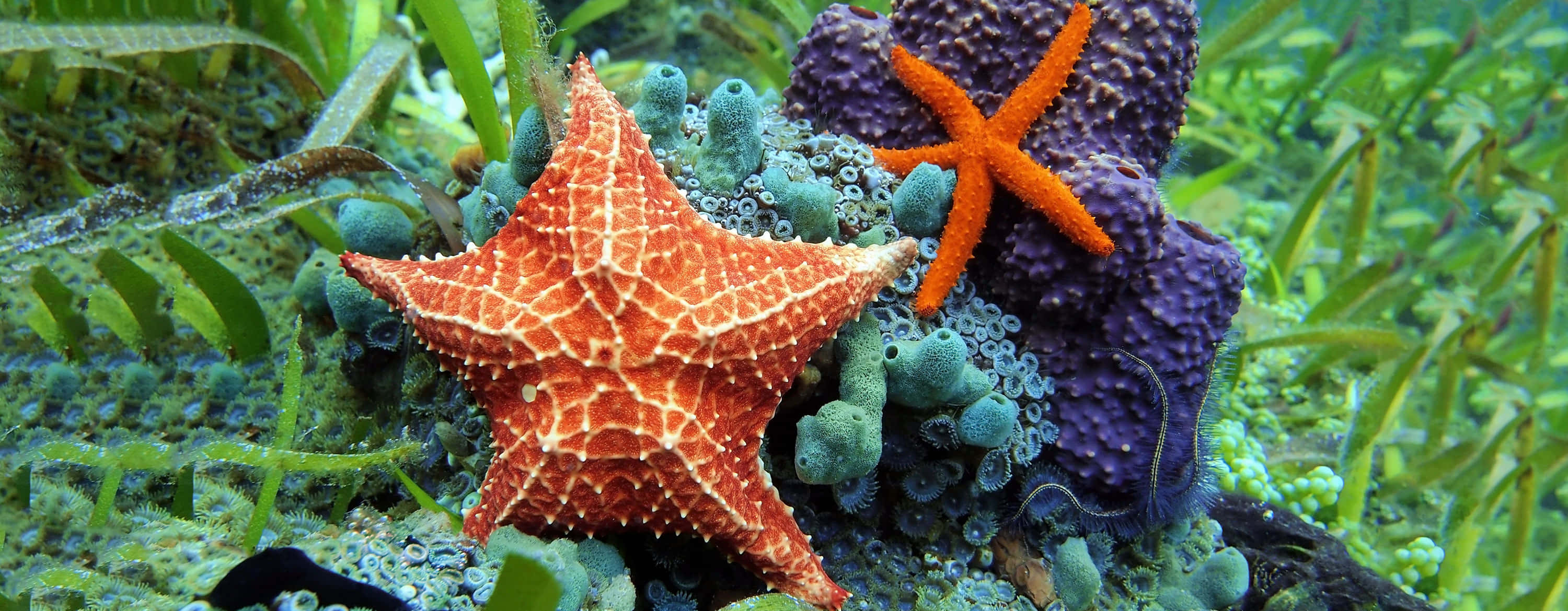 colorful starfish, underwater reef, vibrant orange starfish, 2K Desktop Wallpaper