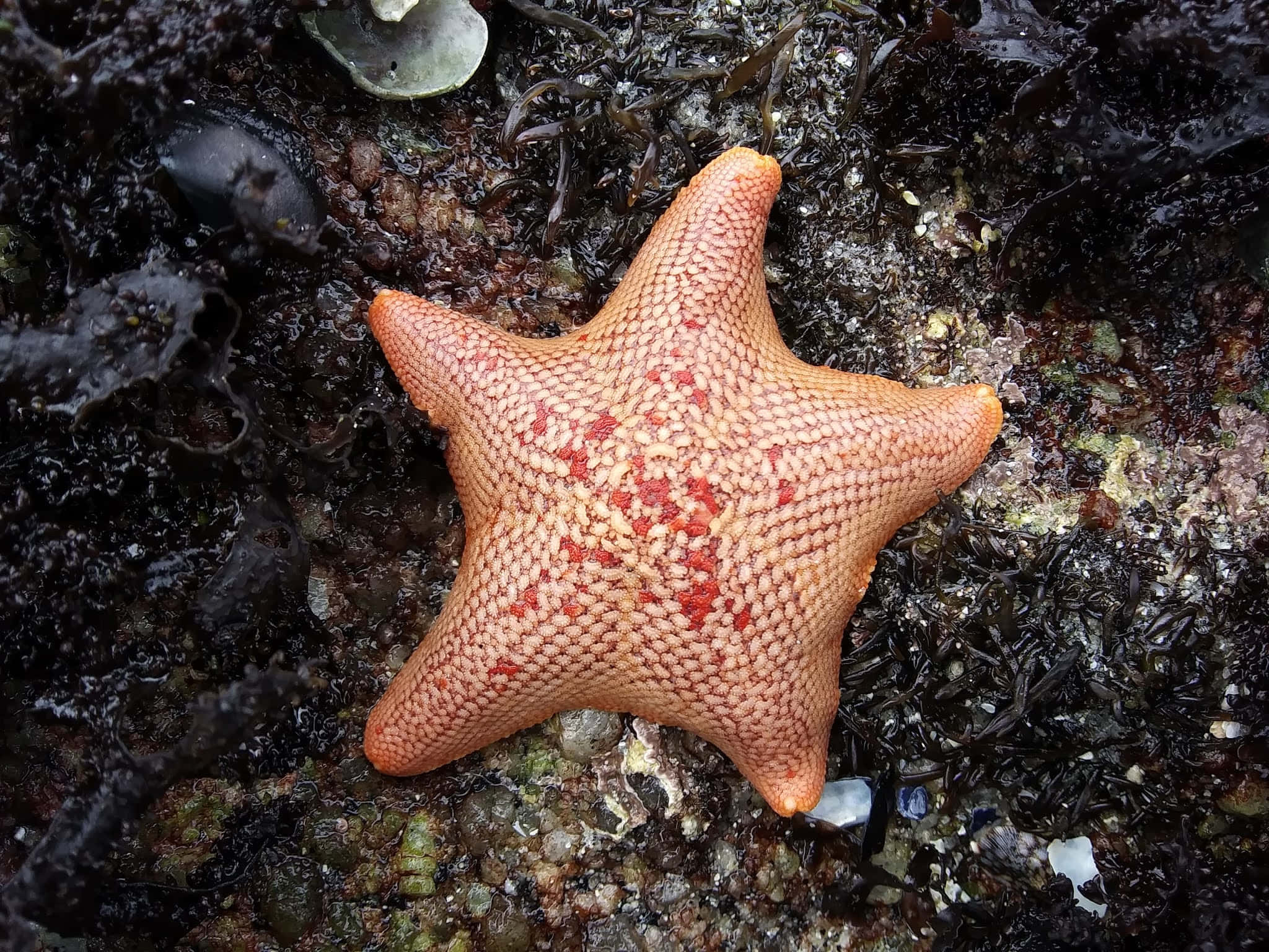 orange sea star, rocky shore, textured orange starfish, Full HD Desktop Wallpaper