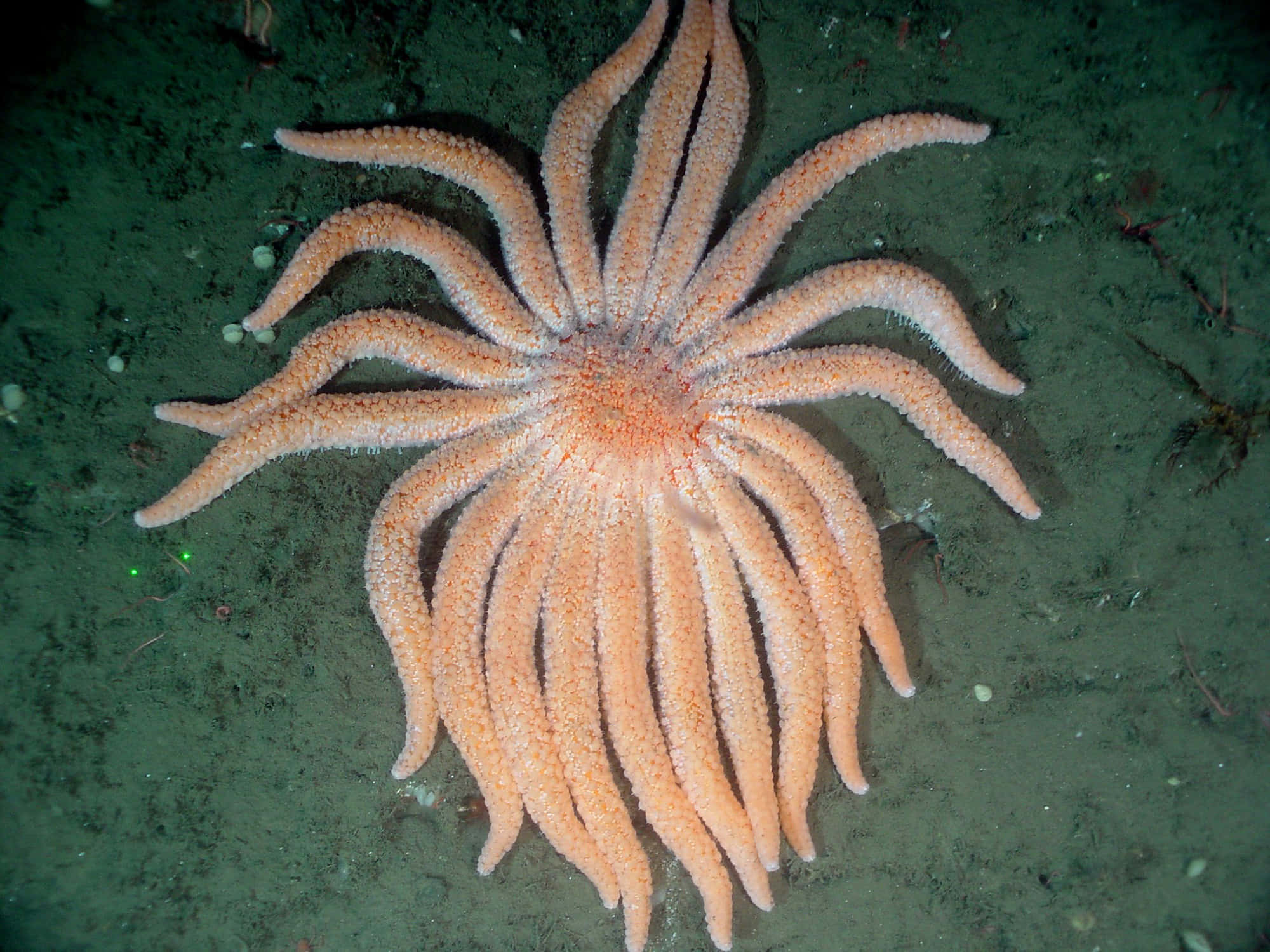 sunburst starfish, ocean floor, vibrant orange, Full HD Desktop Wallpaper