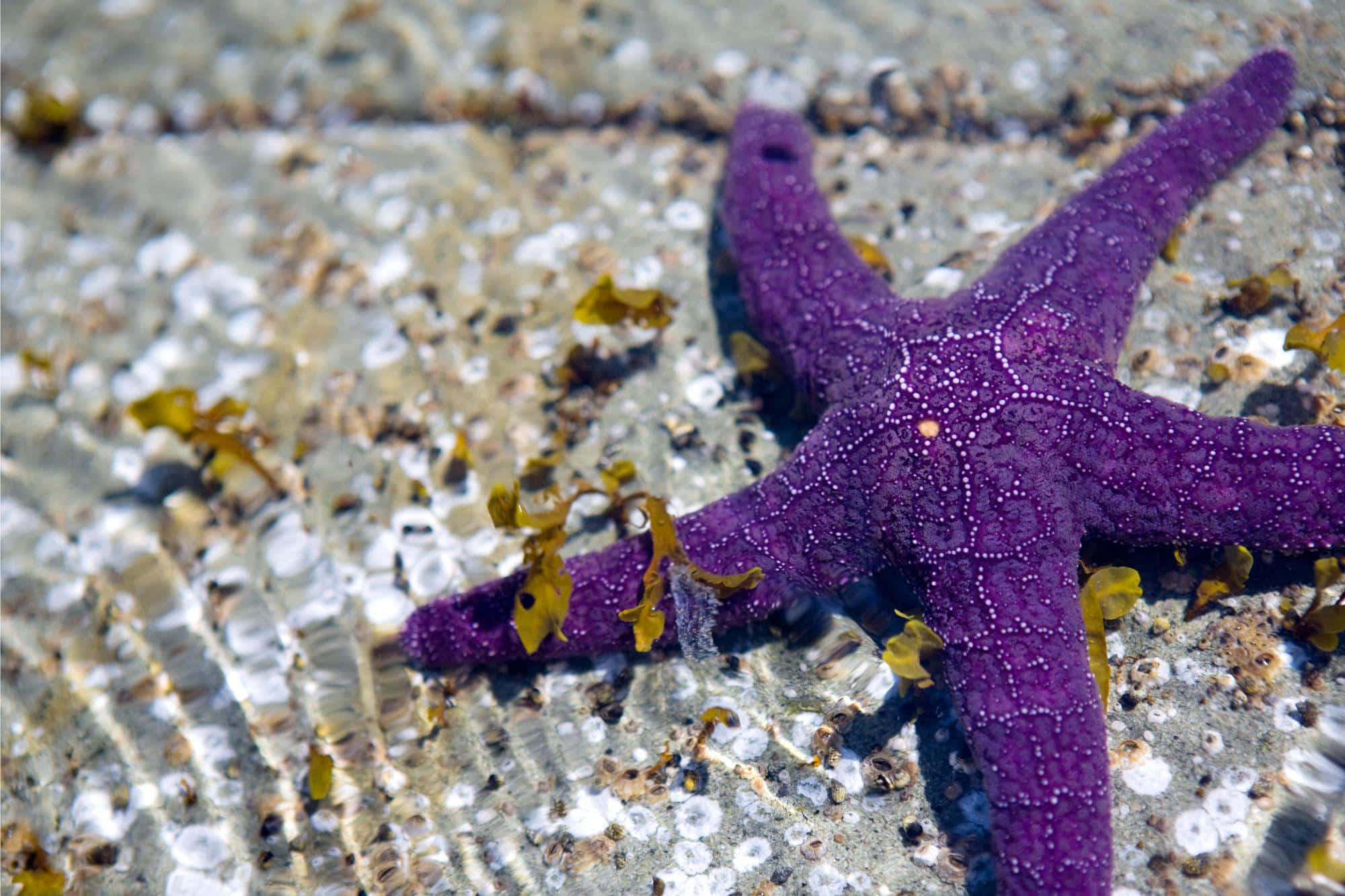 purple starfish, sunlit barnacle-speckled rock, clear shallow water, Full HD Desktop Wallpaper