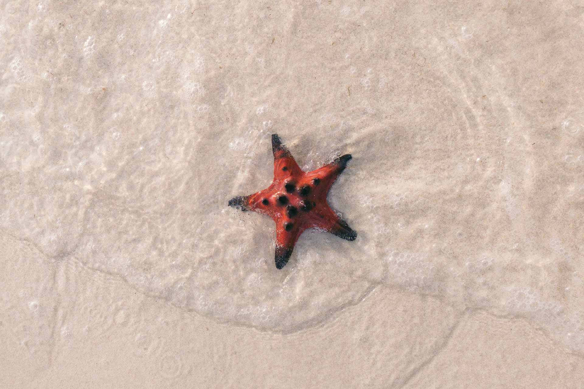 red starfish, black tips, shallow clear water, Full HD Desktop Wallpaper