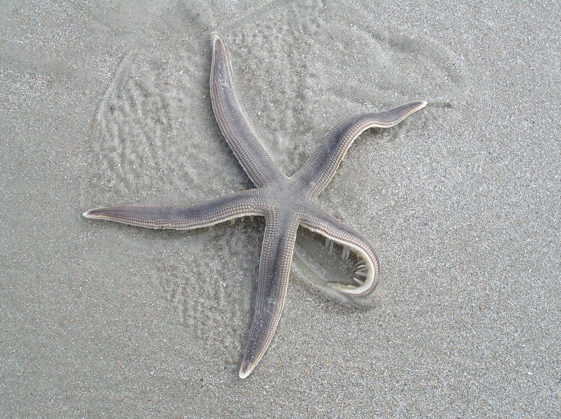 starfish, gray starfish, wet gray sand, HD Desktop Wallpaper