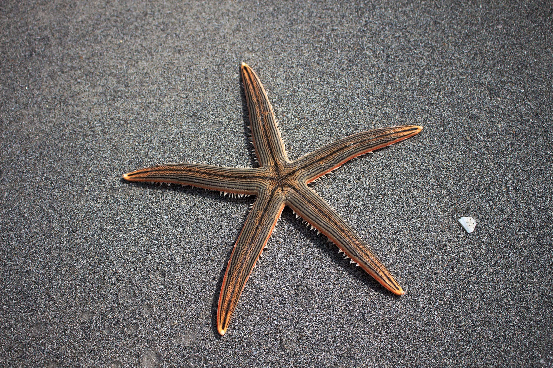 starfish, sandy beach, orange, HD Desktop Wallpaper