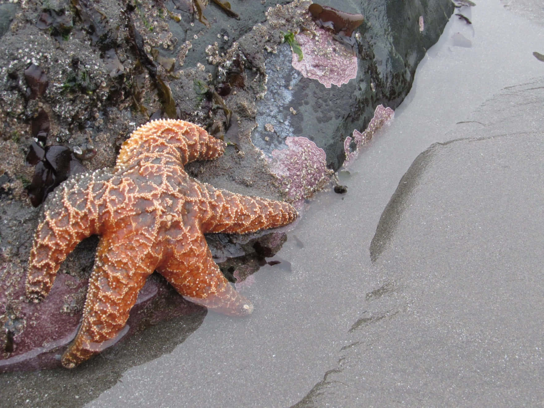 orange starfish, wet sand, seaweed, HD Desktop Wallpaper