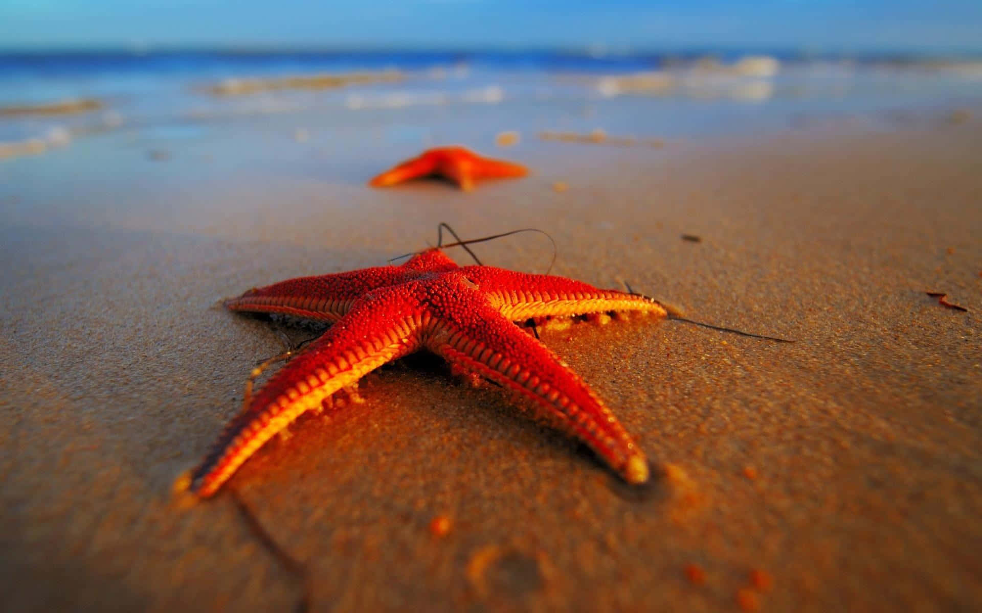 starfish, golden sand, ocean waves, Full HD Desktop Wallpaper