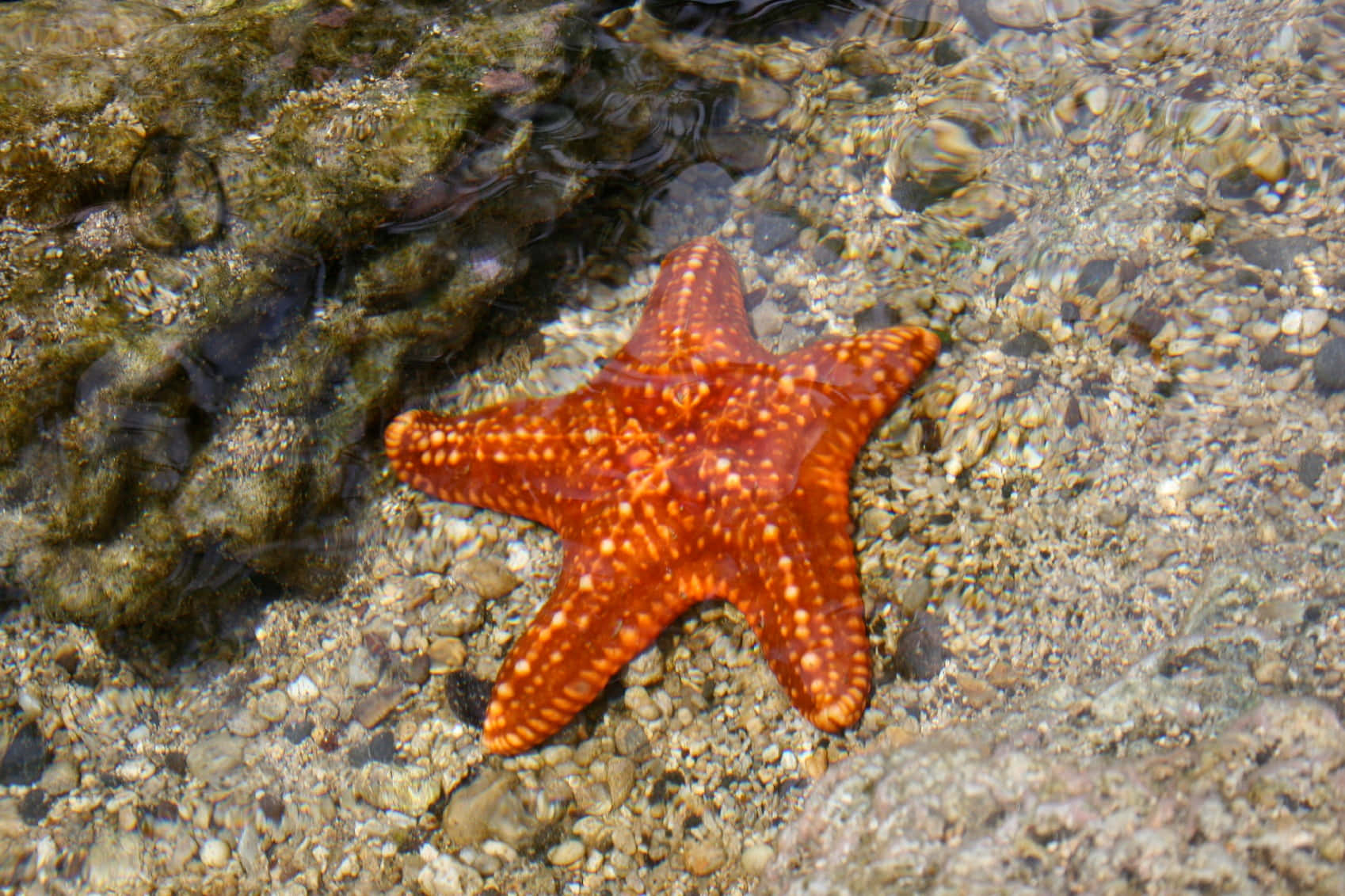 orange starfish, white spots, bed of pebbles, HD Desktop Wallpaper