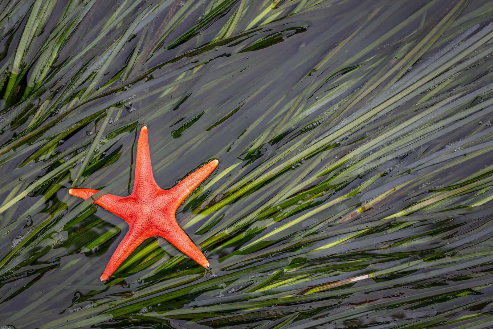 vibrant orange starfish, green sea grass, shallow dark water, HD Desktop Wallpaper