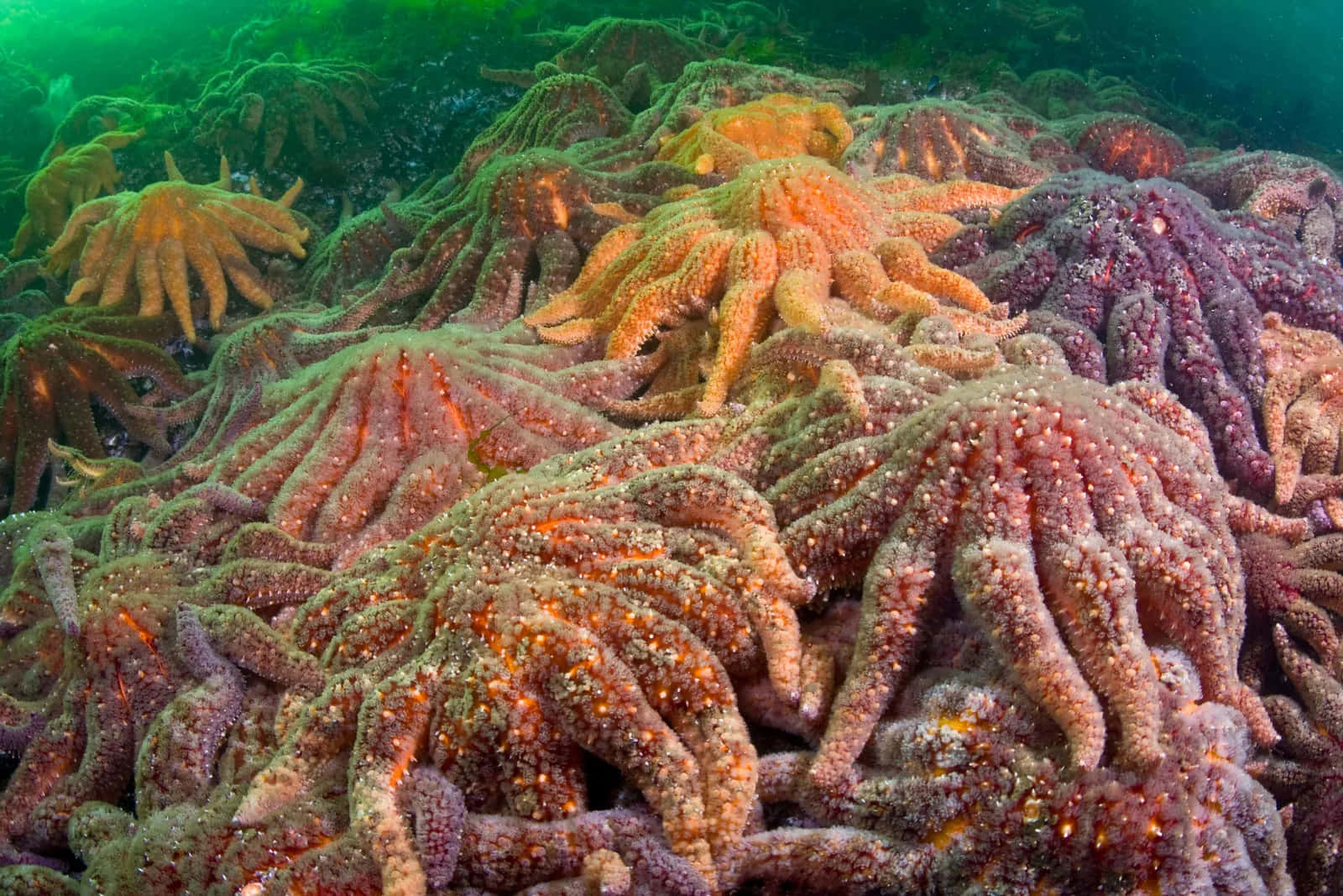 colorful sea star, rocky seabed, greenish water, HD Desktop Wallpaper