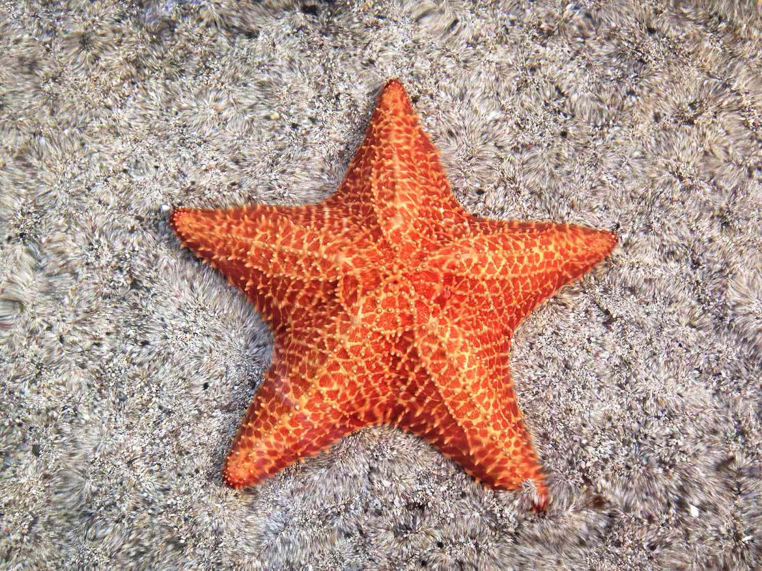 vibrant orange starfish, textured surface, bed of gray sand, HD Desktop Wallpaper