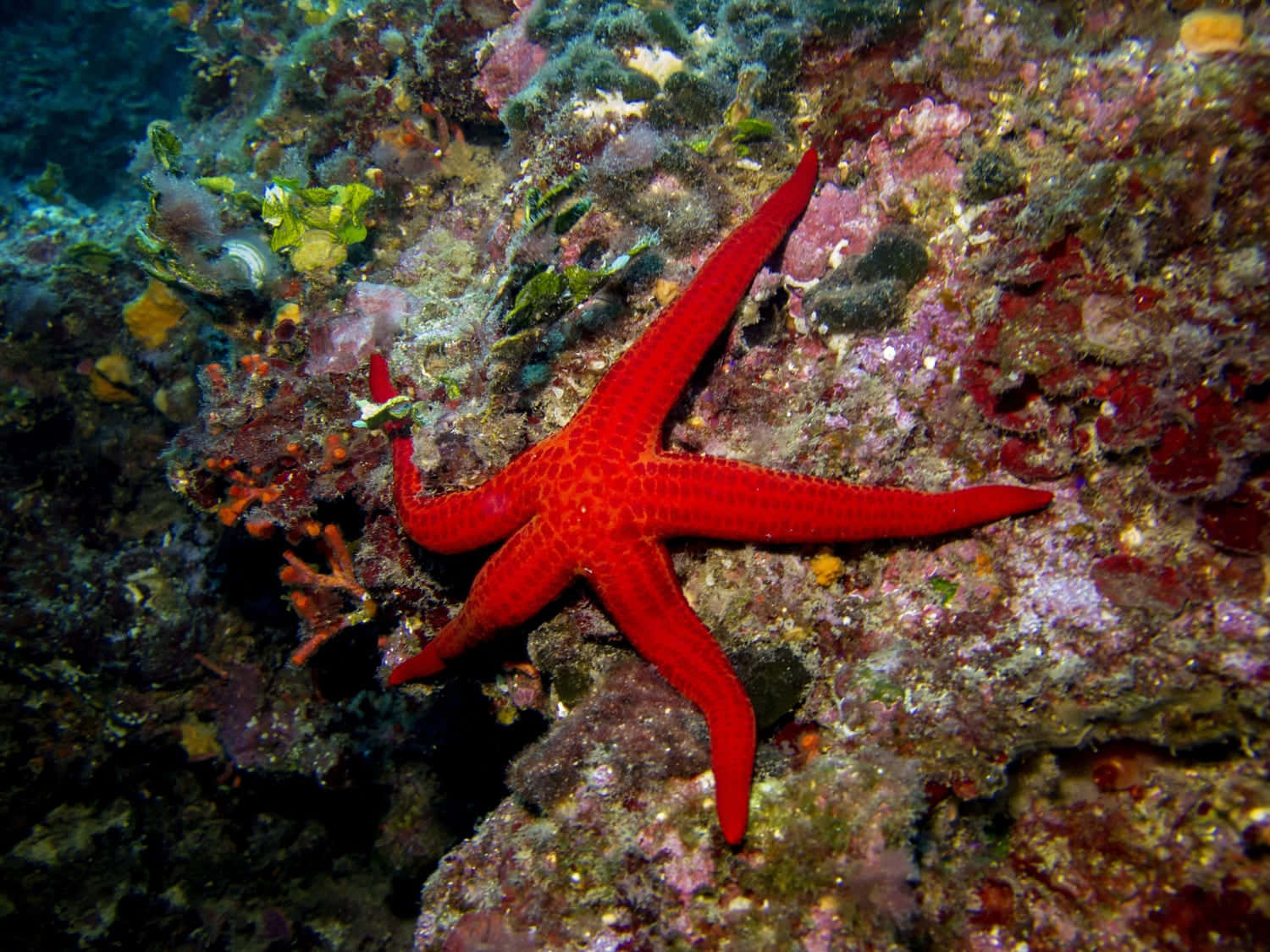 vibrant red sea star, coral reef, textured coral reef, HD Desktop Wallpaper