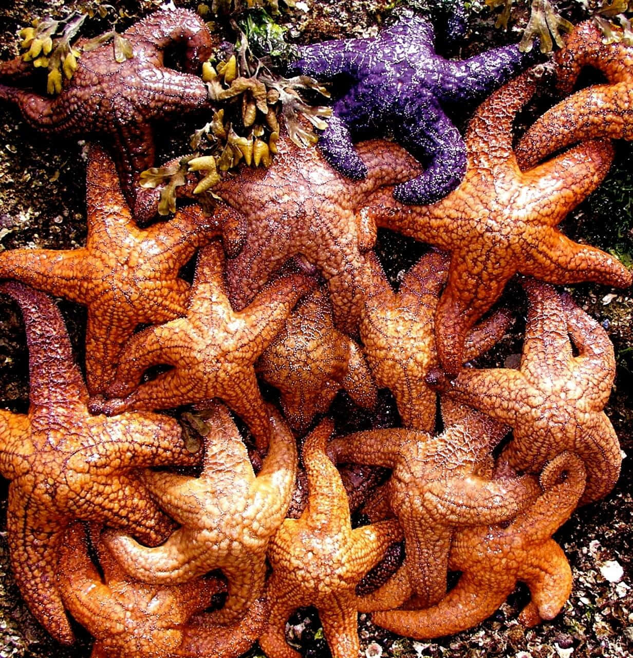 starfish, orange, vivid purple, HD Phone Wallpaper