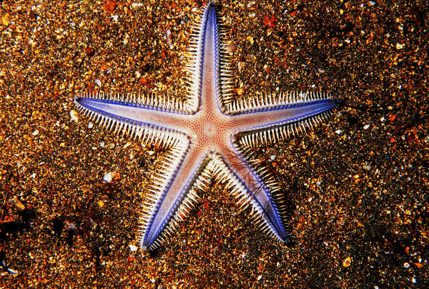vibrant blue, white starfish, spiny arms, HD Desktop Wallpaper