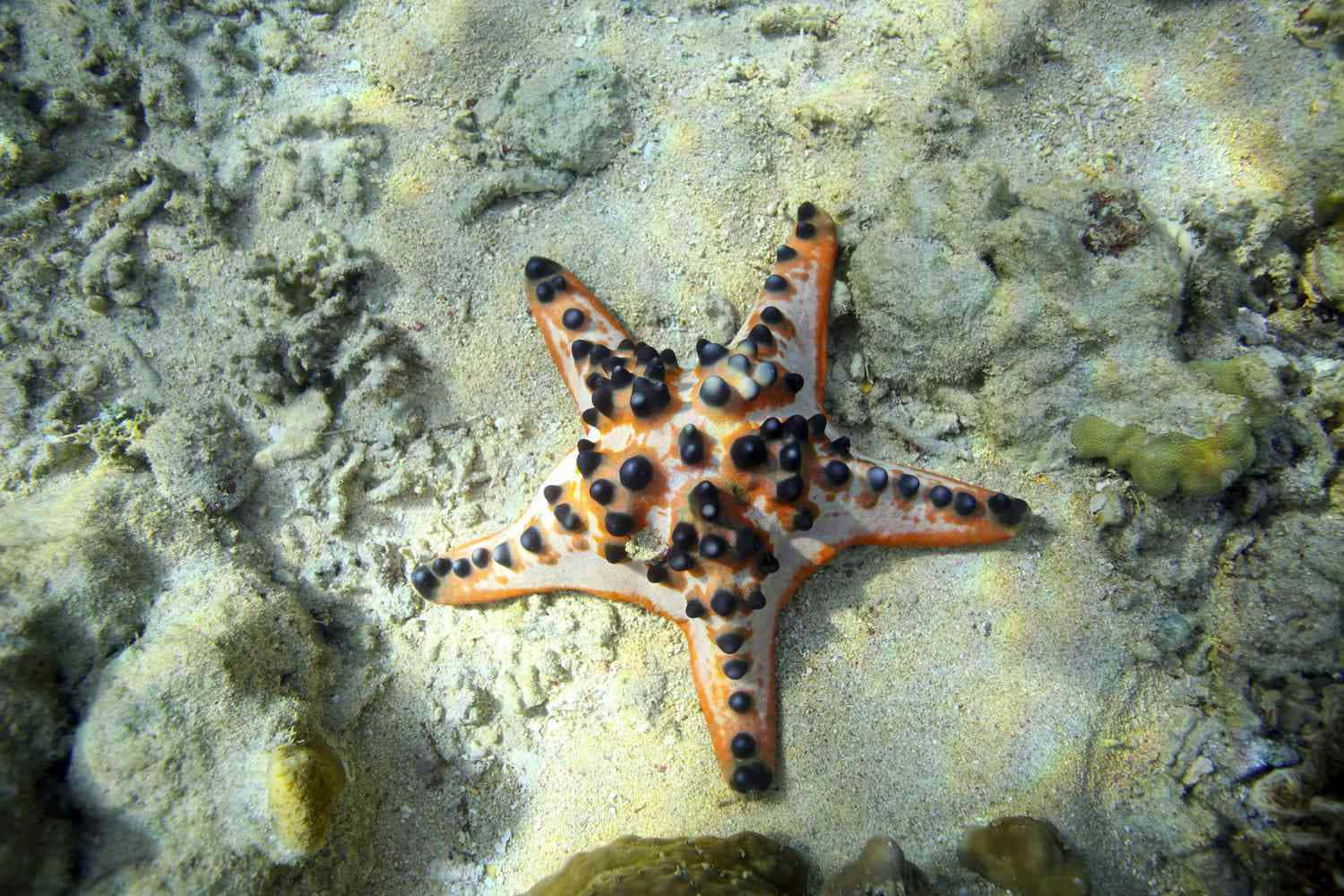 orange black sea star, sandy coral seabed, clear shallow water, HD Desktop Wallpaper