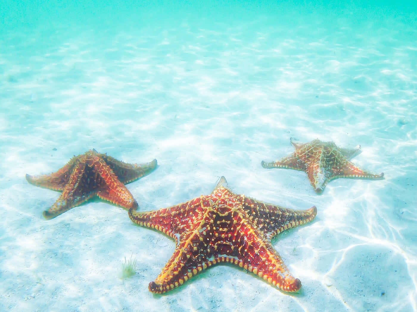 colorful starfish, red and orange starfish, bright white sandy ocean floor, HD Desktop Wallpaper