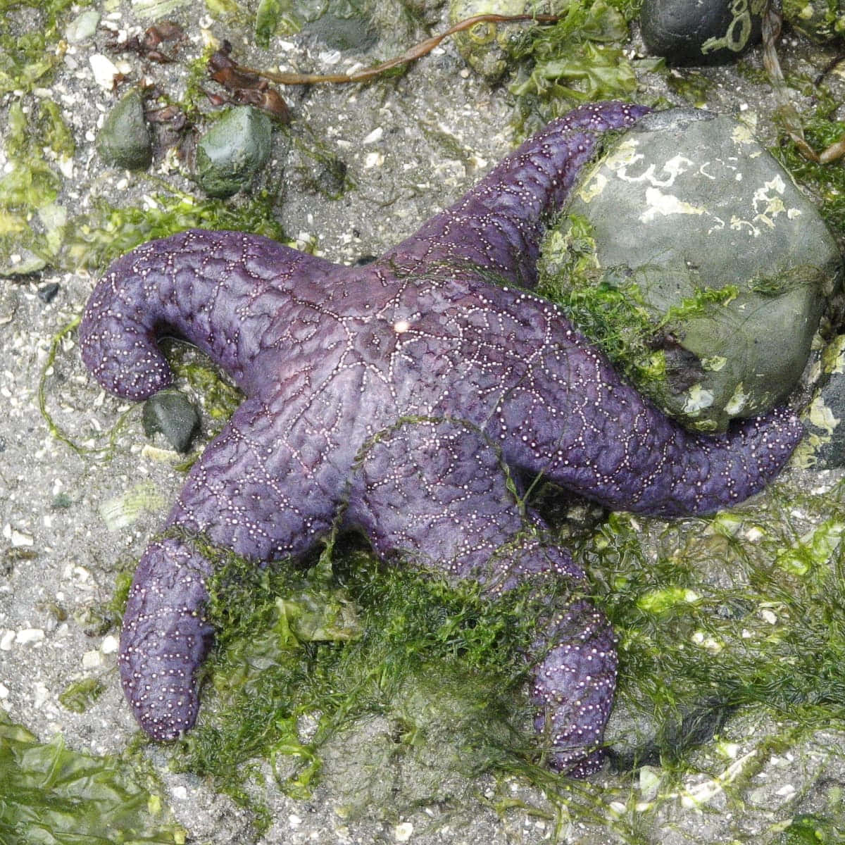 purple sea star, white tubercles, wet rock, SD Desktop Wallpaper