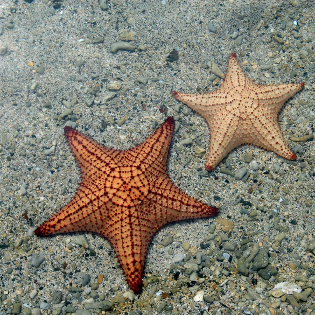 starfish, orange, red spots, SD Desktop Wallpaper