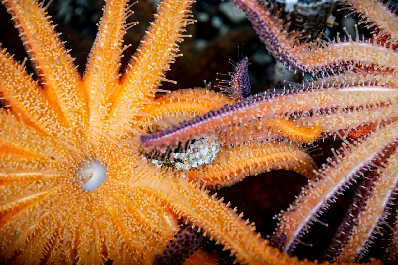 vibrant orange starfish, spiny arms, underwater, HD Desktop Wallpaper