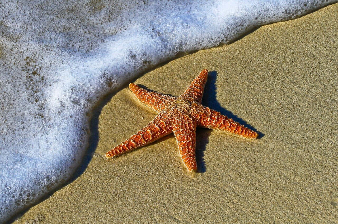 starfish, sandy beach, wet golden sand, HD Desktop Wallpaper
