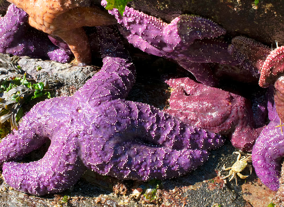 purple sea stars, rocky shoreline, sunlit rocks, SD Desktop Wallpaper