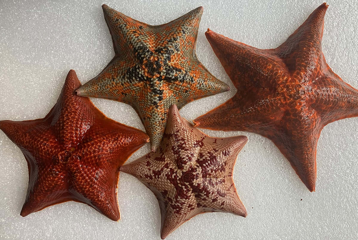 orange, brown, speckled patterns, SD Desktop Wallpaper