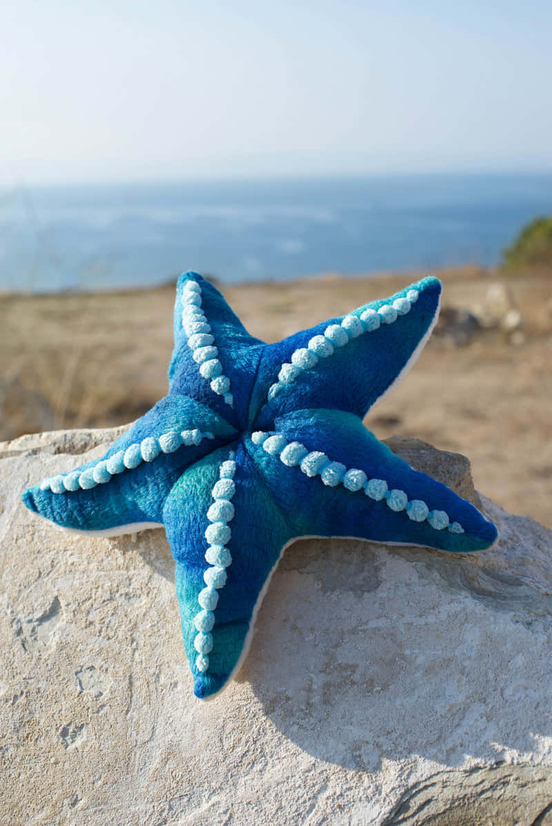 blue starfish, white bead accents, sunlit rock, SD Phone Wallpaper