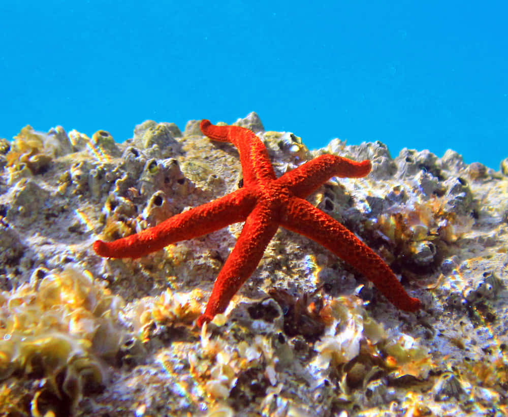 vibrant red sea star, coral reef, clear blue ocean water, SD Desktop Wallpaper