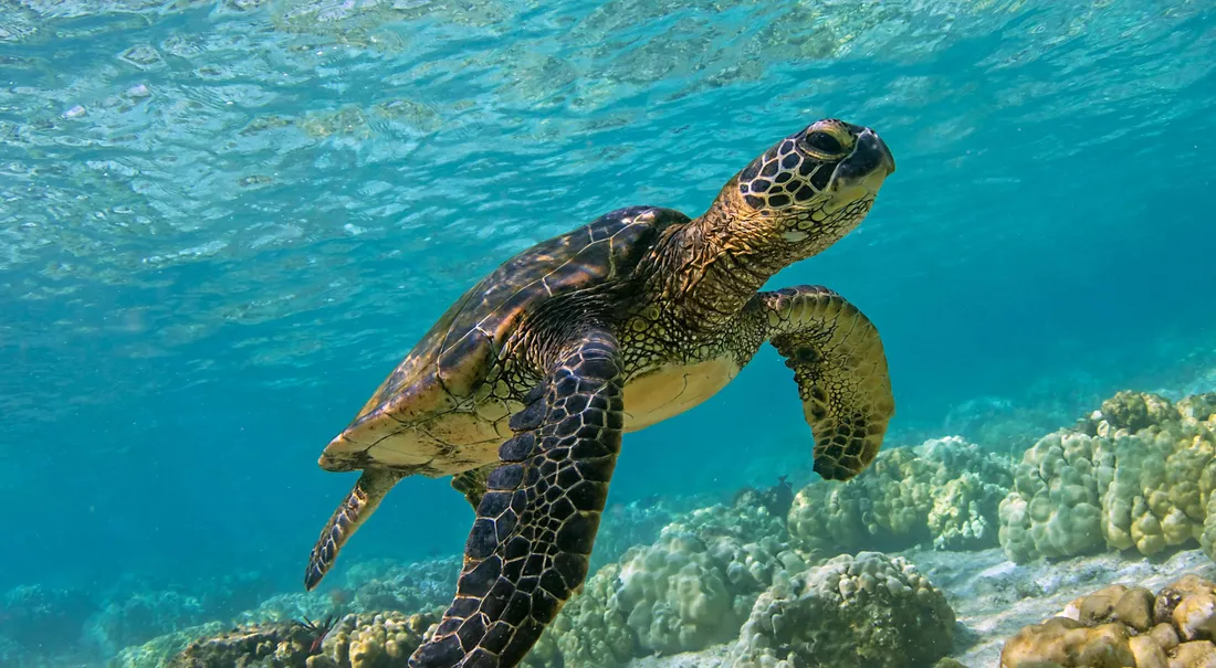 Sea Turtle Aesthetic
