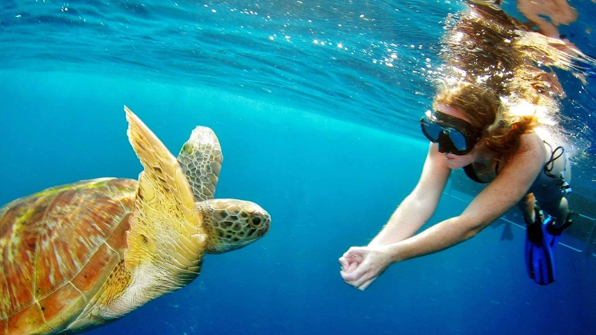 snorkeler, large sea turtle, clear turquoise ocean water, Full HD Desktop Wallpaper