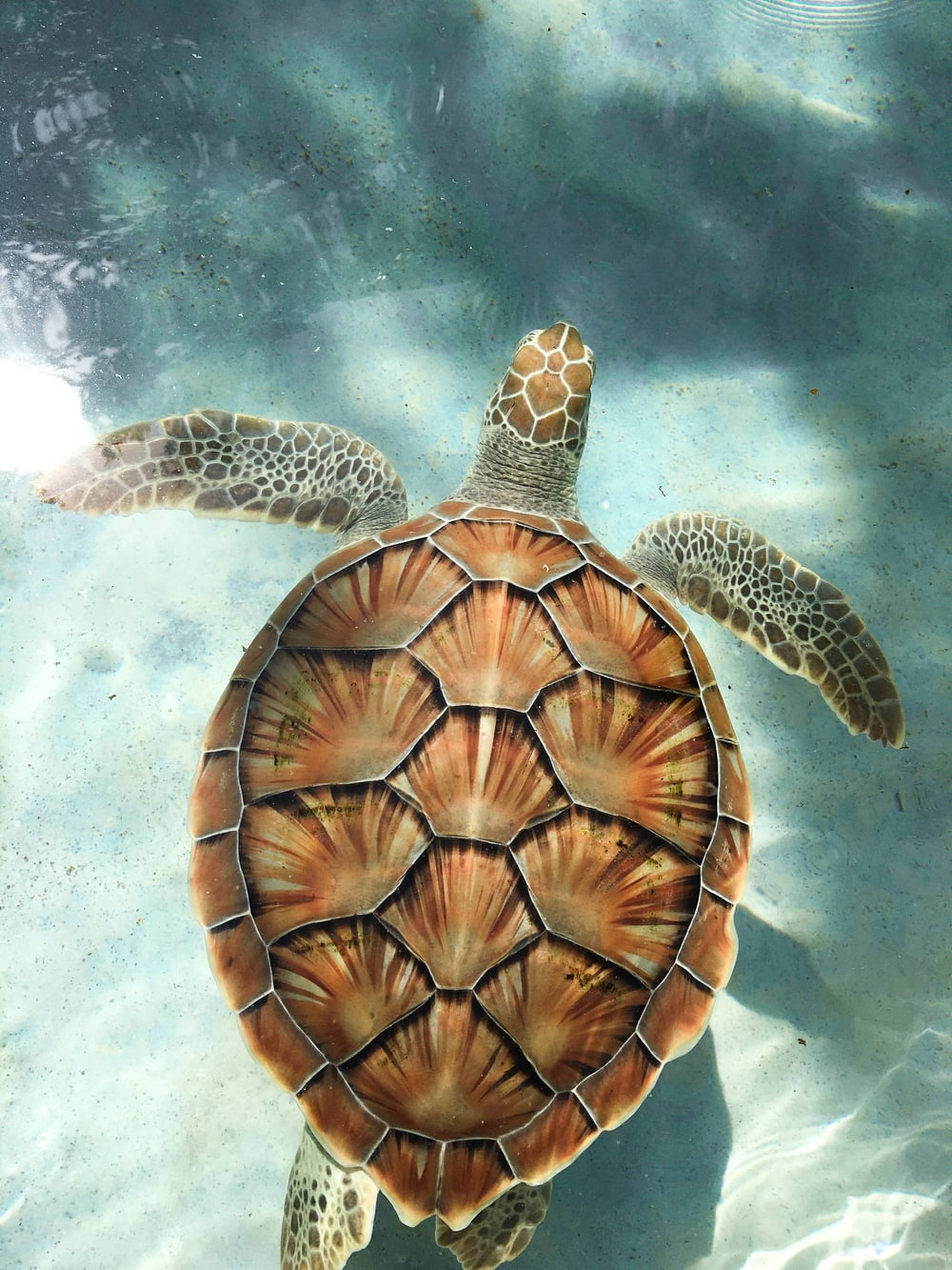 sea turtle, sunlight, clear blue water, 2K Phone Wallpaper