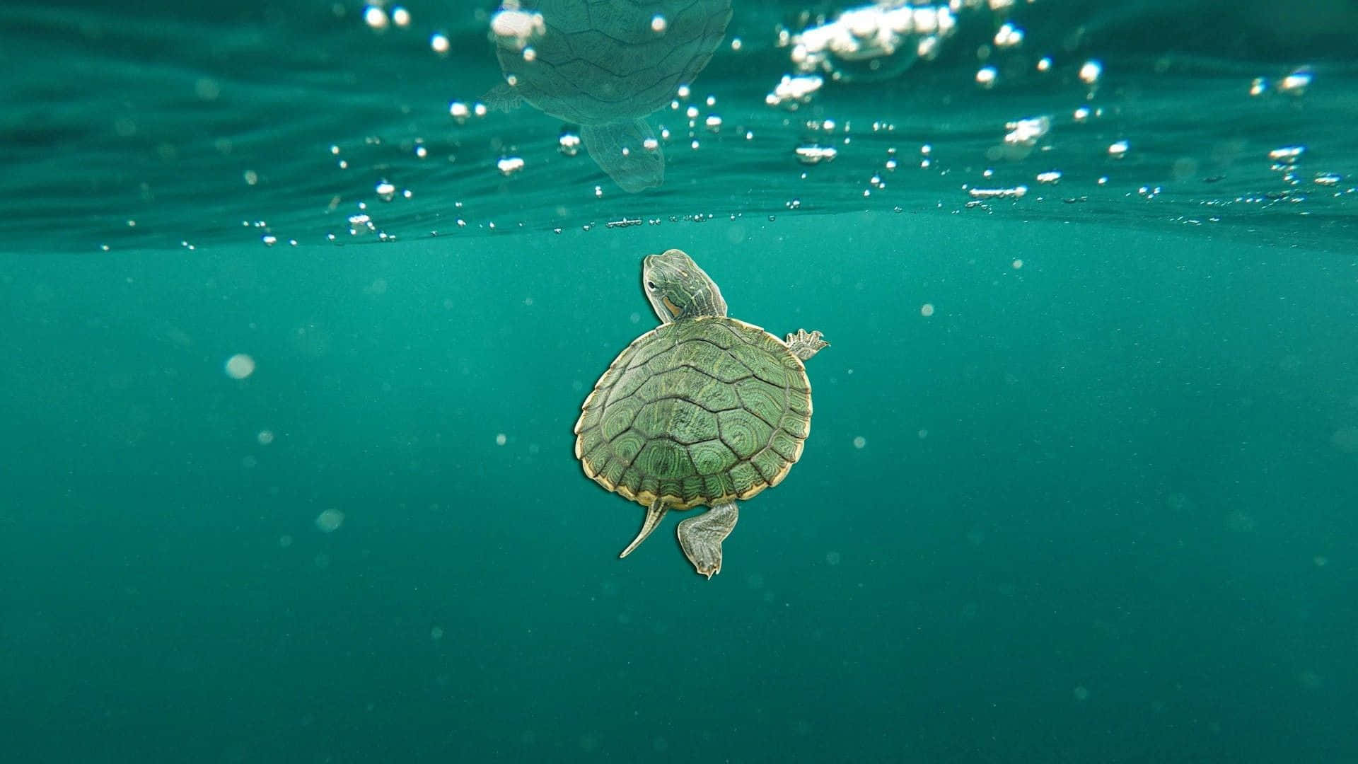 baby sea turtle, swimming, underwater, Full HD Desktop Wallpaper