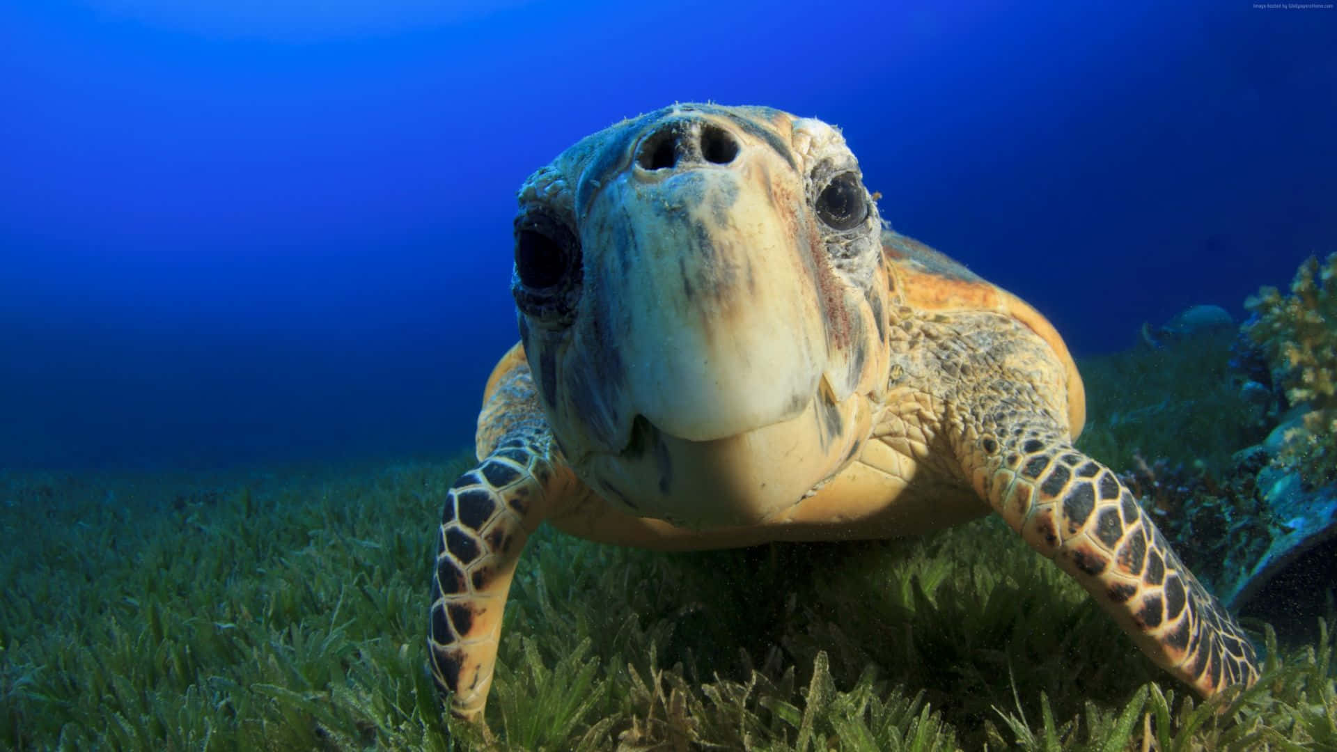 sea turtle, green seagrass, deep blue ocean water, Full HD Desktop Wallpaper