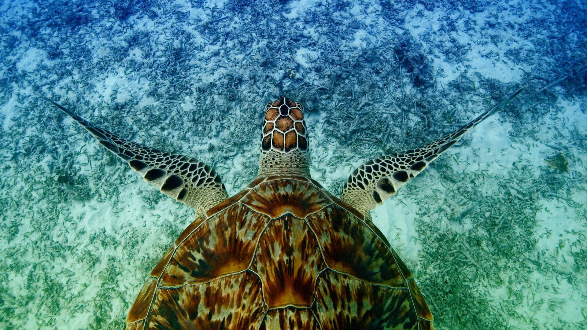 sea turtle, sandy ocean floor, swaying green seaweed, Full HD Desktop Wallpaper
