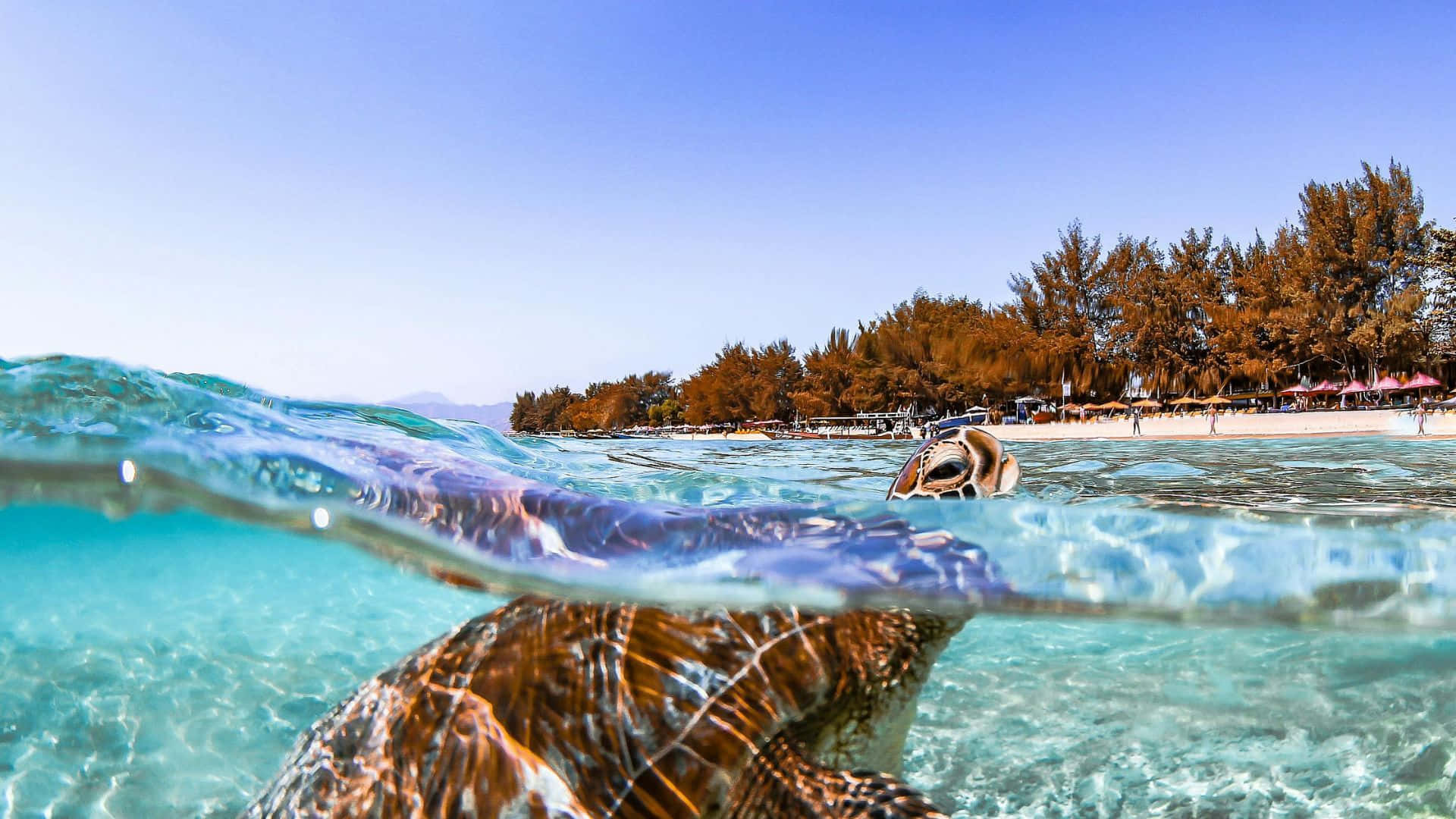 sea turtle, crystal clear turquoise water, sandy beach, Full HD Desktop Wallpaper