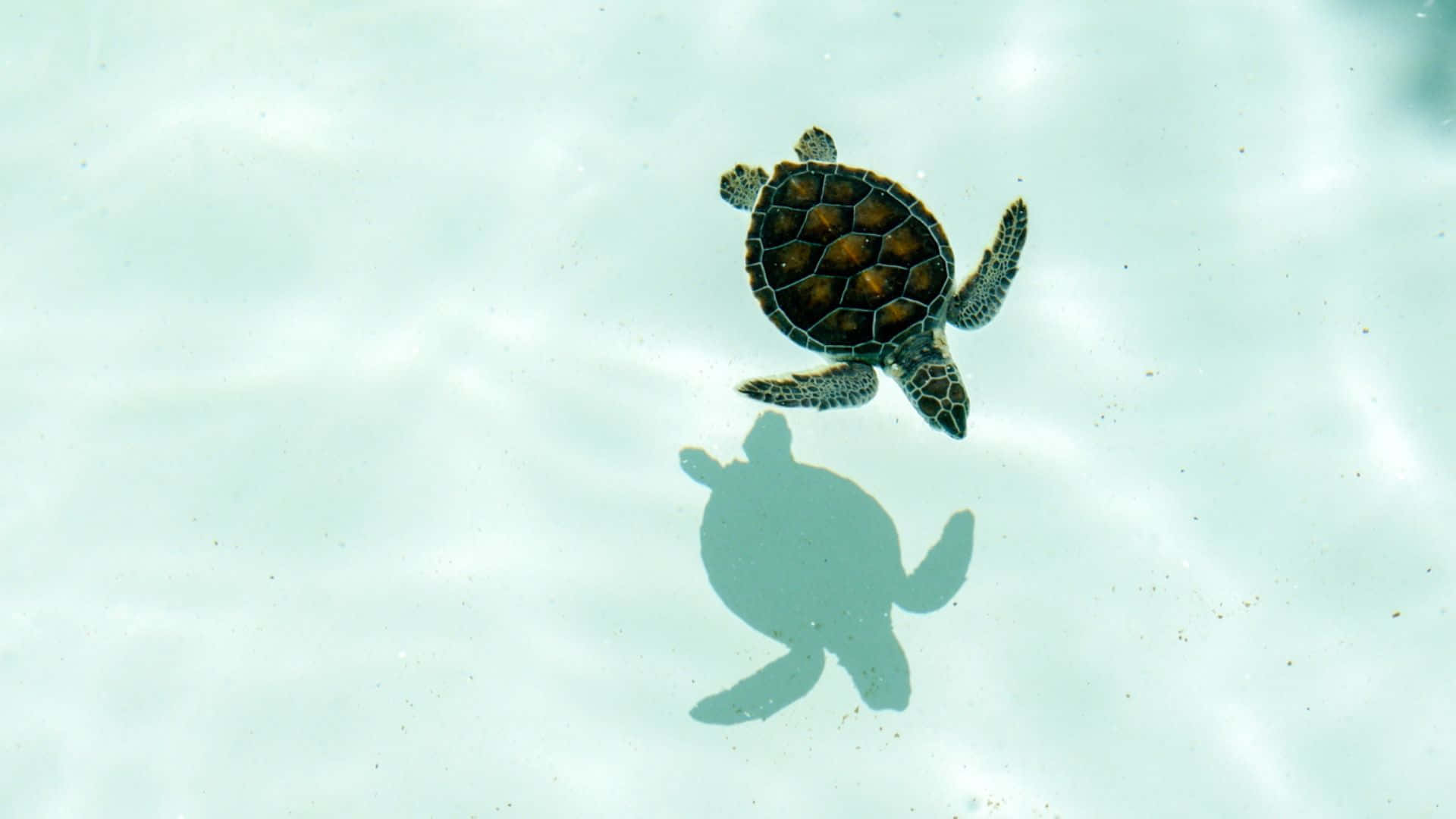 sea turtle, swimming gracefully, underwater, Full HD Desktop Wallpaper