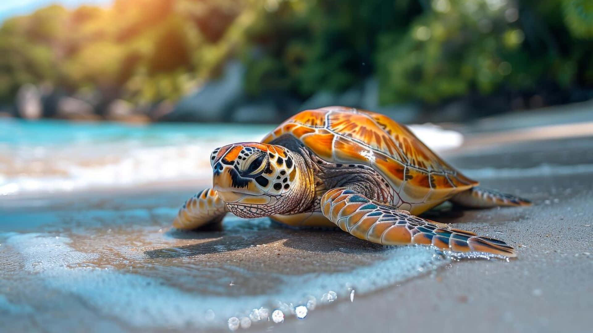 sea turtle, sandy beach, shallow ocean water, Full HD Desktop Wallpaper