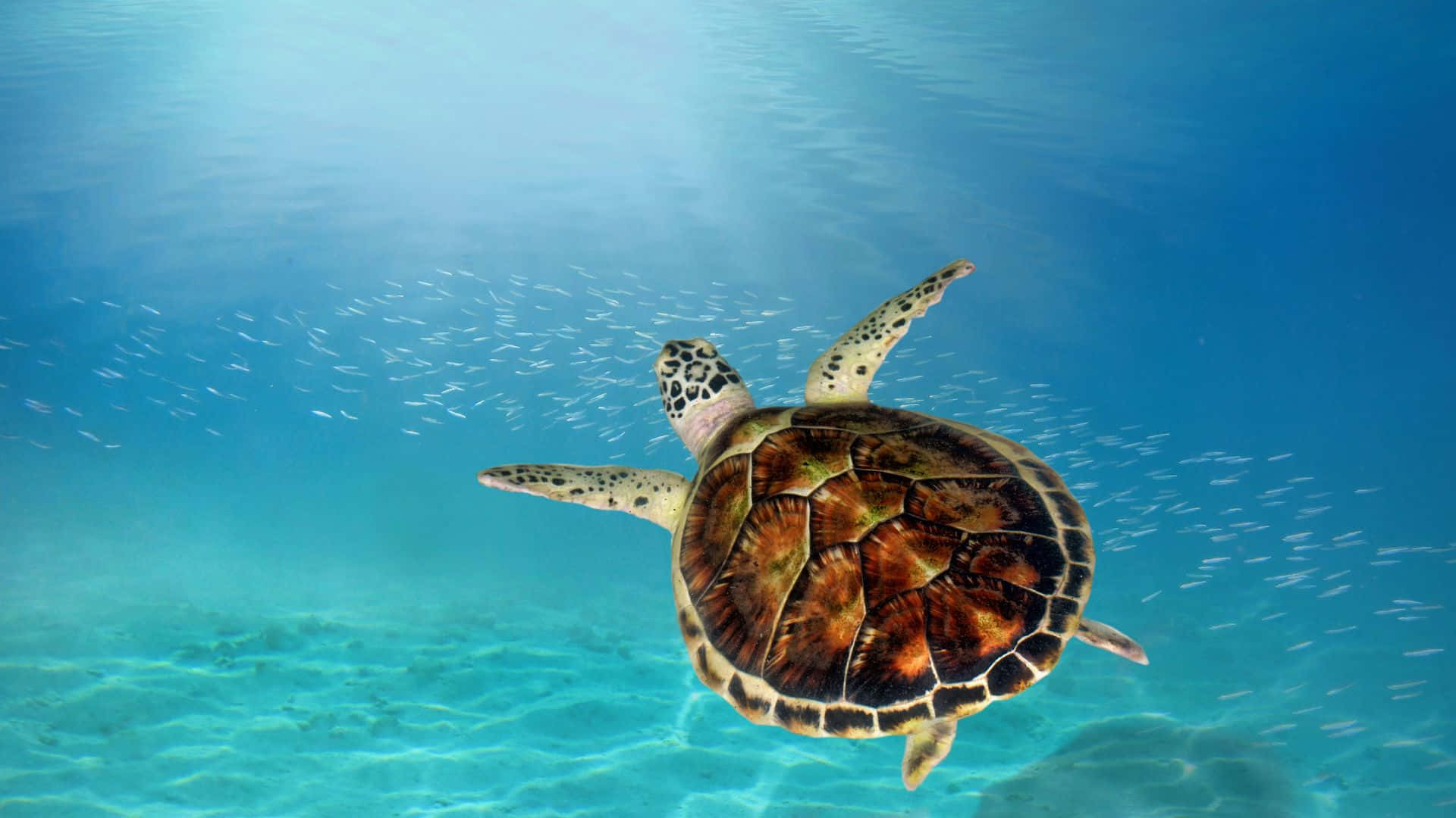 sea turtle, clear turquoise waters, sandy ocean floor, Full HD Desktop Wallpaper