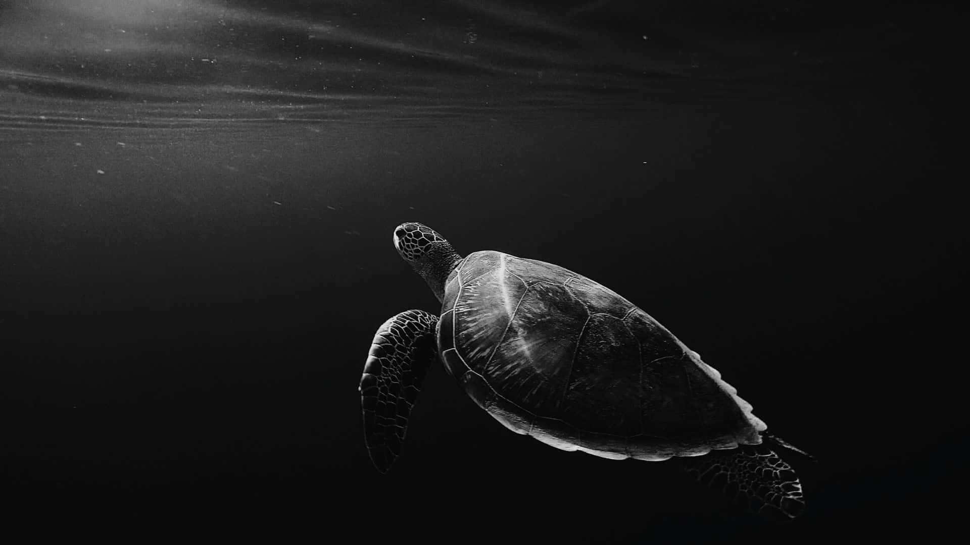 sea turtle, dark water, sunbeams, Full HD Desktop Wallpaper