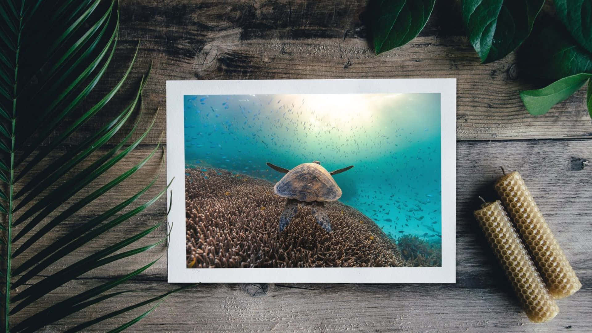 sea turtle, coral reef, sunbeams, Full HD Desktop Wallpaper