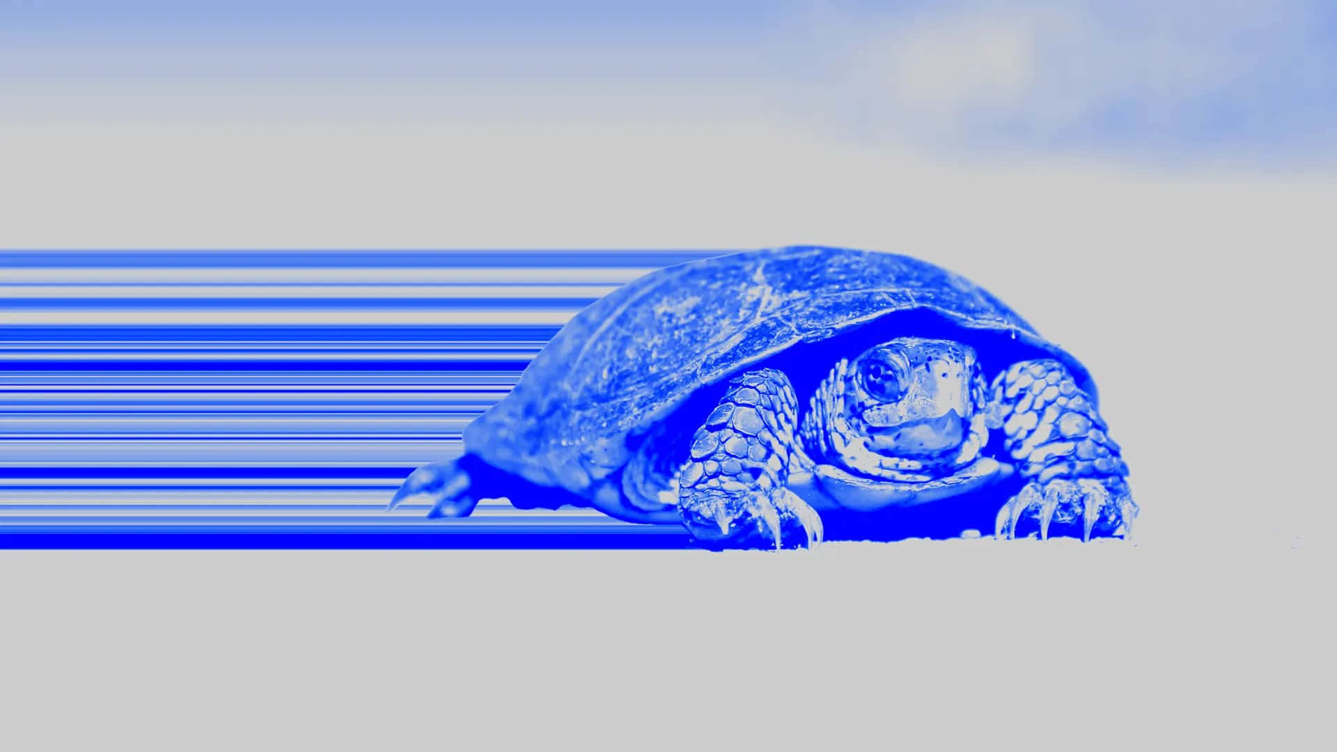 blue sea turtle, blue-toned turtle, streaked blur of horizontal lines, Full HD Desktop Wallpaper