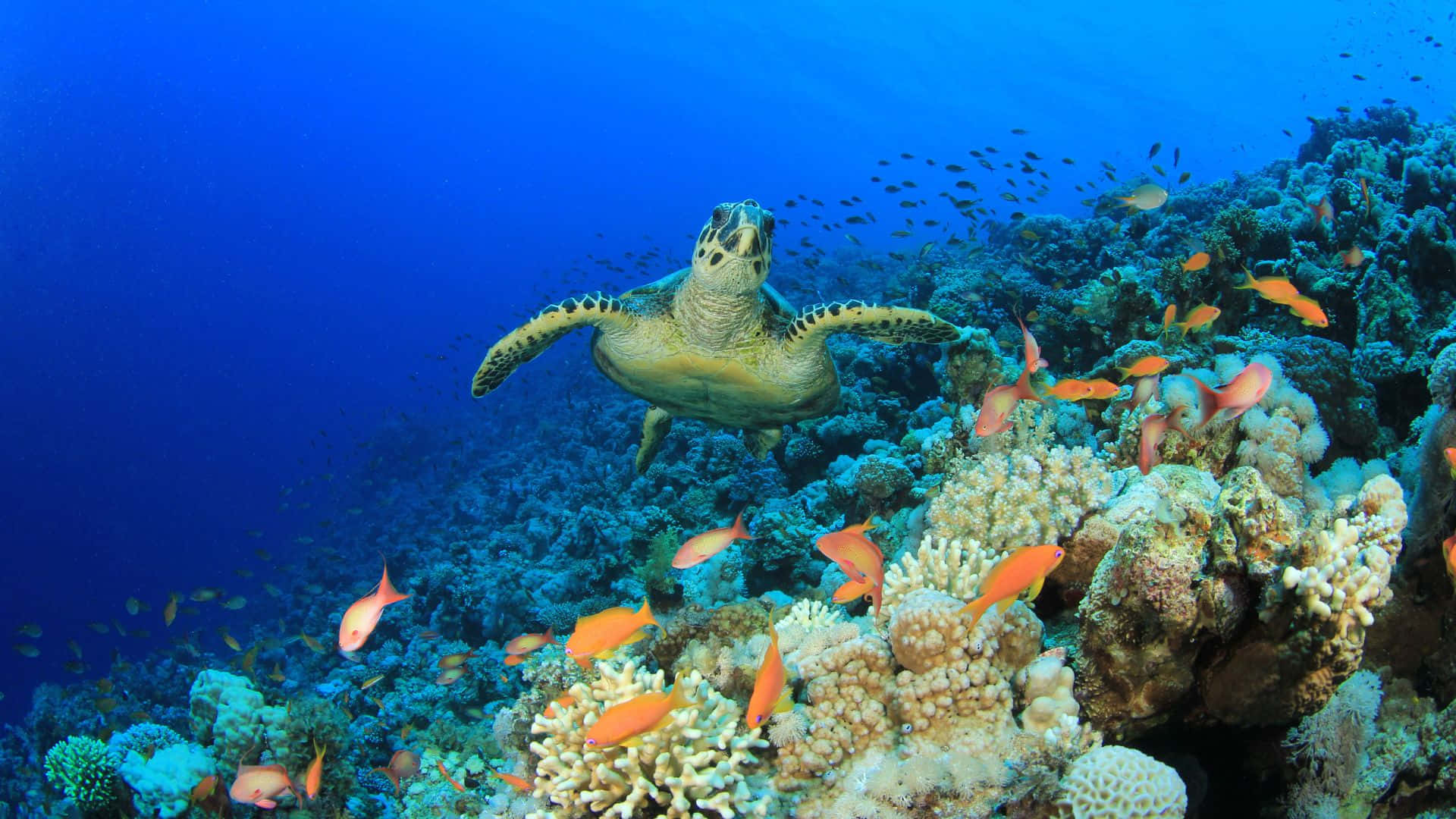 green sea turtle, vibrant coral reef, orange fish, Full HD Desktop Wallpaper