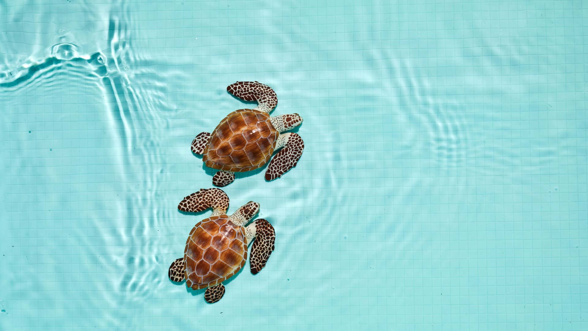 baby sea turtles, clear turquoise water, gentle ripples, Full HD Desktop Wallpaper