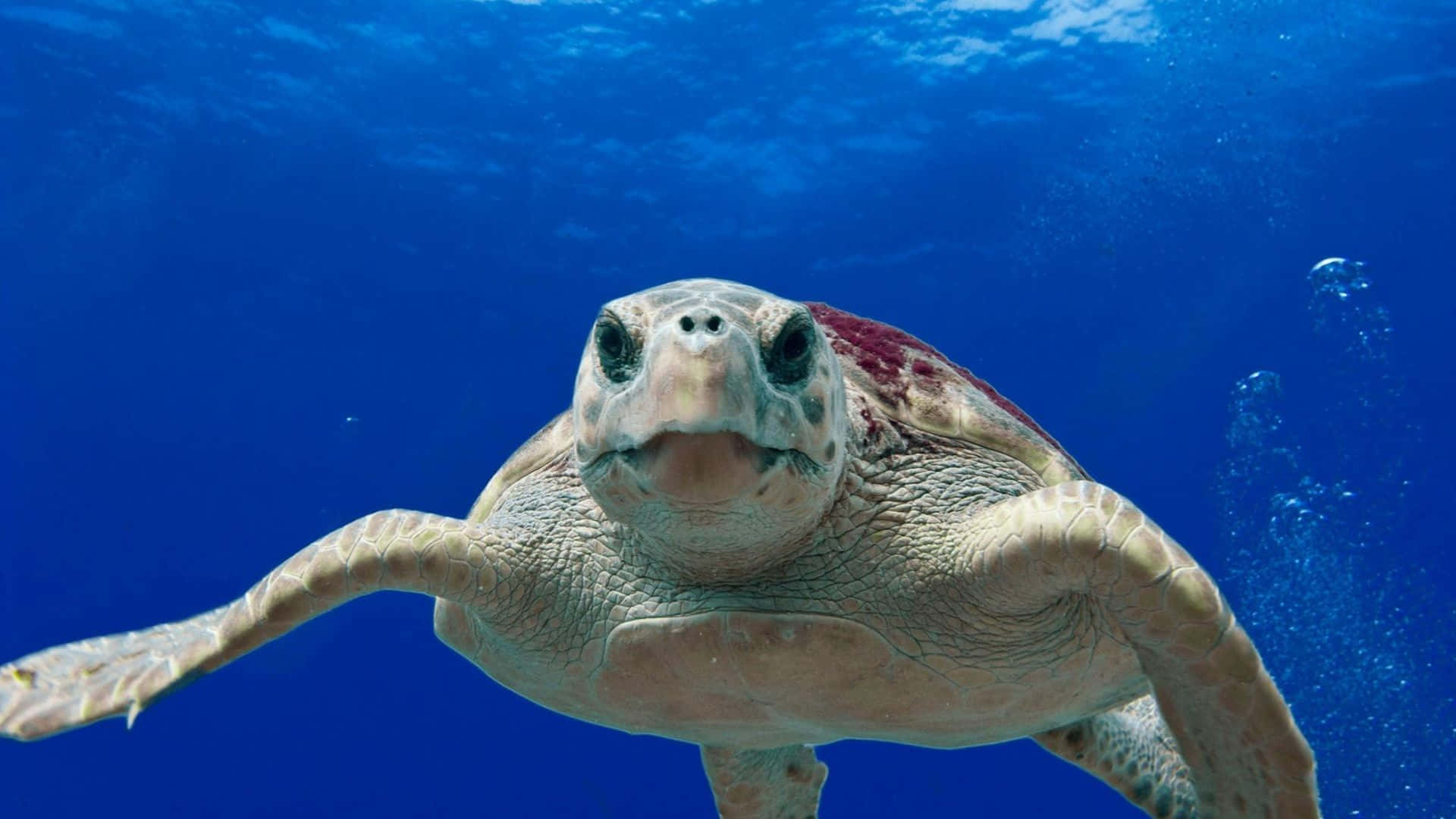 sea turtle, clear blue ocean water, bubbles, Full HD Desktop Wallpaper