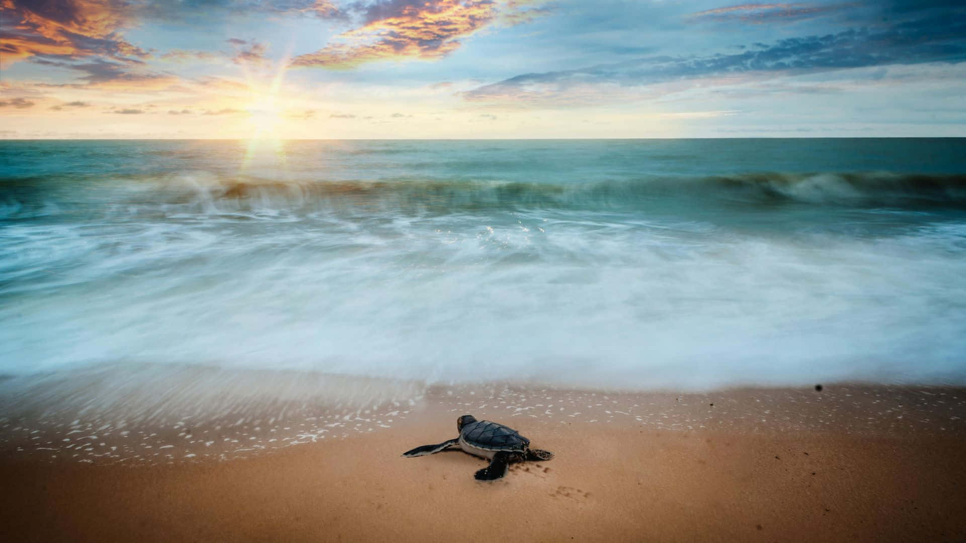 sea turtle, dawn, ocean, Full HD Desktop Wallpaper