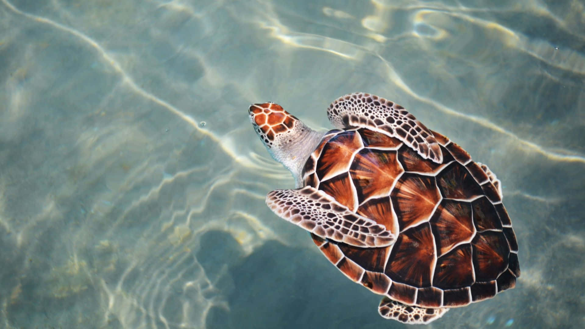 sea turtle, brown and white patterned shell, sunlit turquoise water, Full HD Desktop Wallpaper