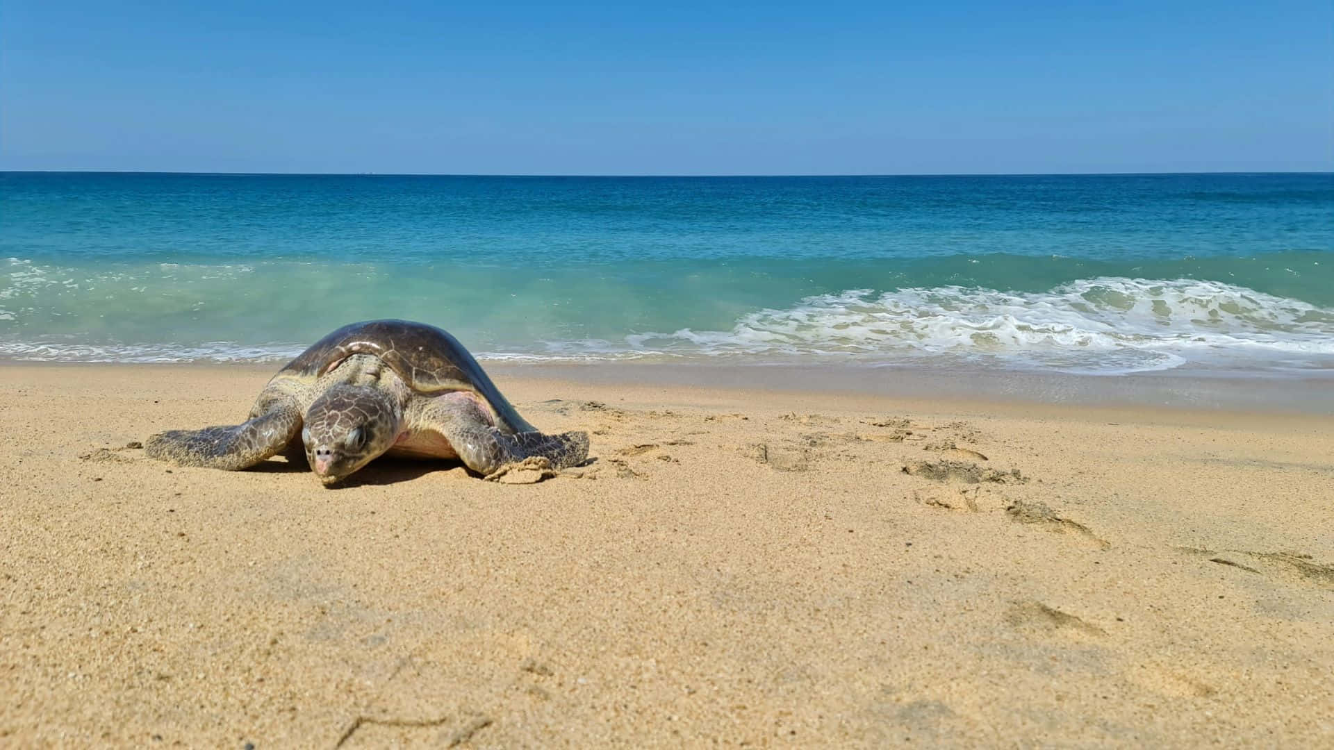 sea turtle, sandy beach, golden sand, Full HD Desktop Wallpaper