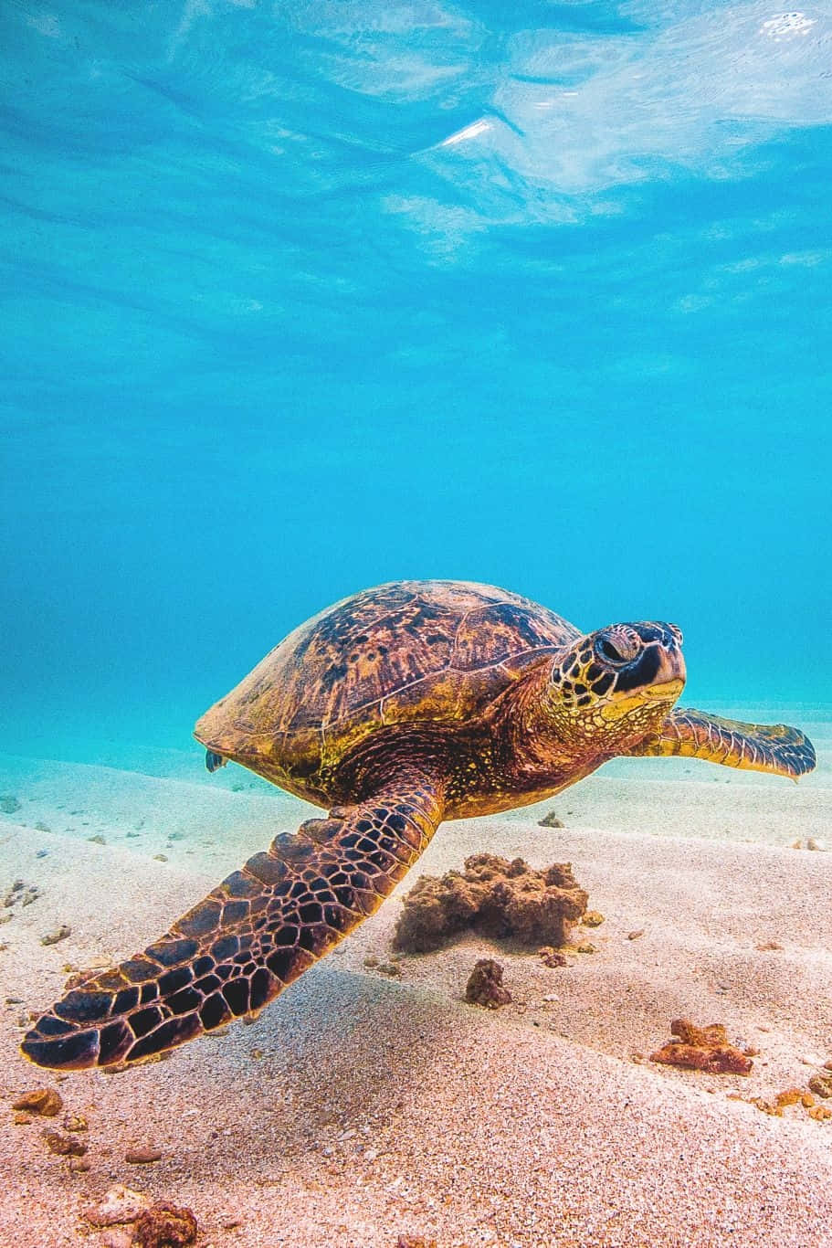 green sea turtle, sandy ocean floor, crystal clear turquoise water, HD Phone Wallpaper