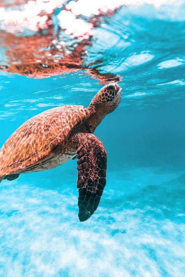 sea turtle, vibrant reef, crystal clear turquoise waters, SD Phone Wallpaper