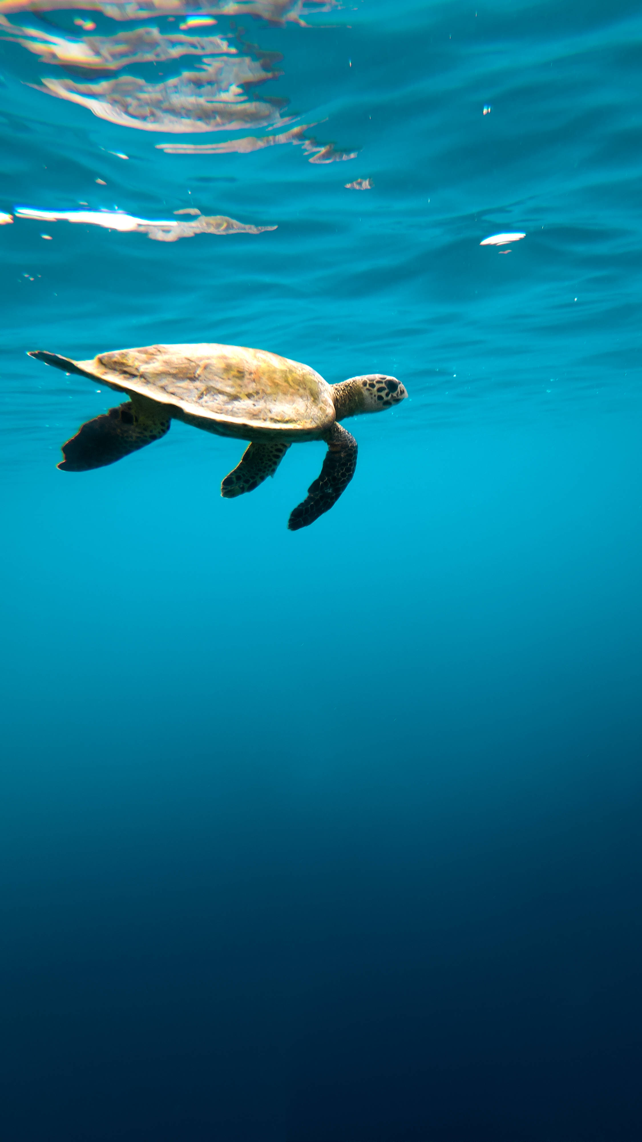 Sea Turtle, clear turquoise ocean water, sunlit surface, 4K Phone Wallpaper